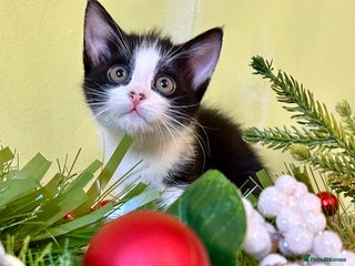 Mixed Breed cats Kittens from 1/2 Siamese Mum - Advert 15