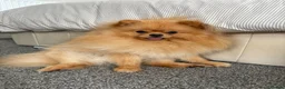 Pomeranian dogs for sale: Miniature Pomeranian Puppys in Redditch - Advert 17