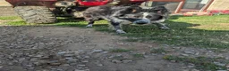 Border Collie dogs for sale: Ash long coated isds registered border collie - Advert 7