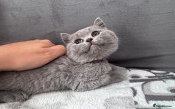 British Shorthair cats for sale: British shorthair Blue so beautiful  - Image 11
