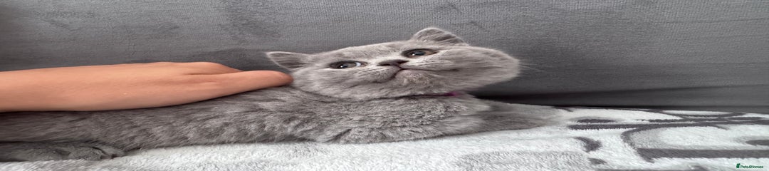 British Shorthair Kitten 5