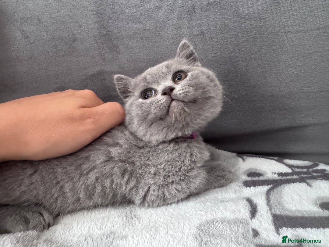 British Shorthair cats for sale: British shorthair Blue so beautiful  - Image 11