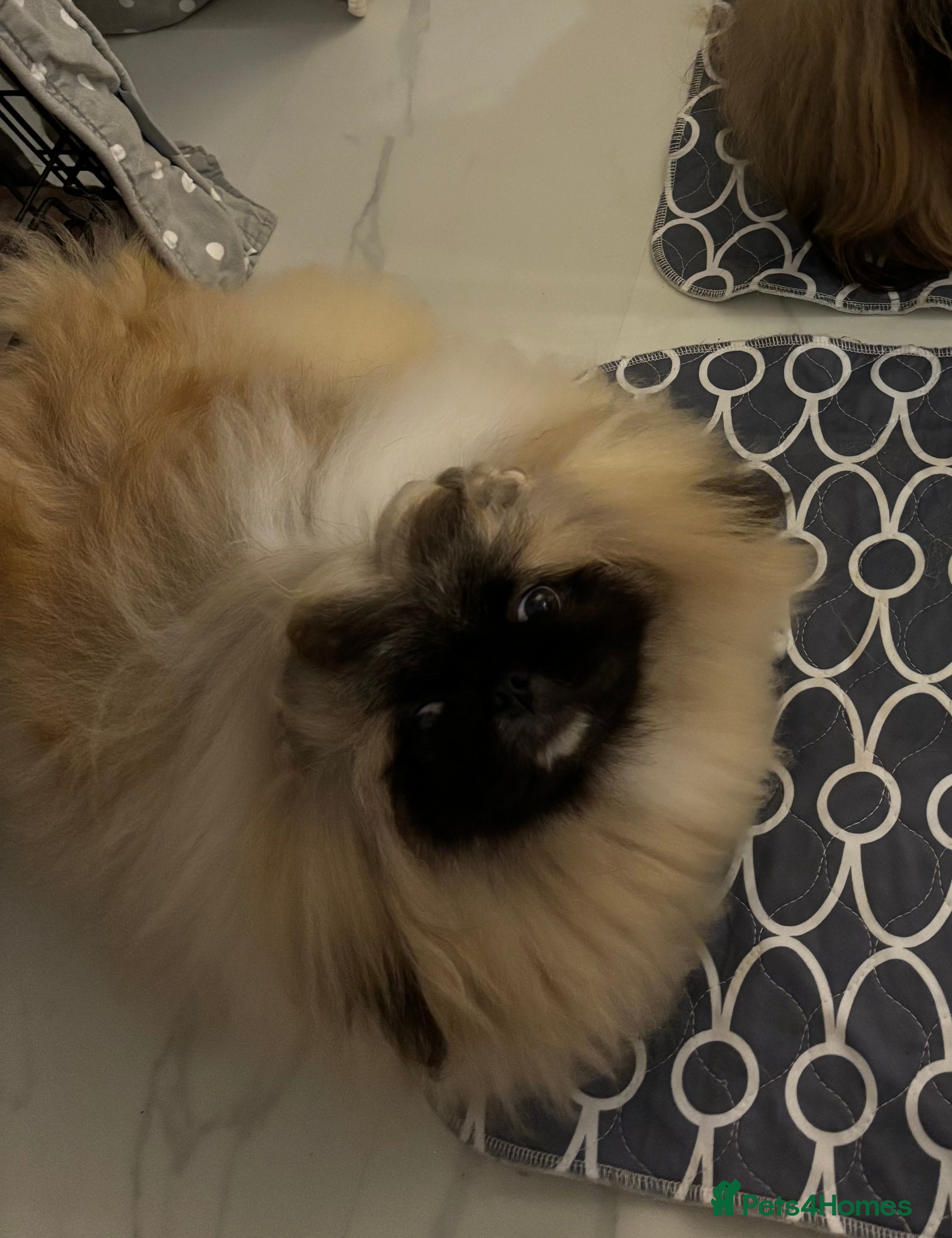 Pekingese dogs Beautiful Pekingese female  - Advert 2