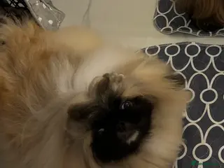 Pekingese dogs Beautiful Pekingese female - Advert 2