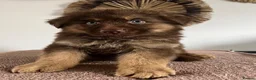 German Shepherd dogs for sale: German Shepherd Puppies Liver Tan Isabella Tan  - Advert 20