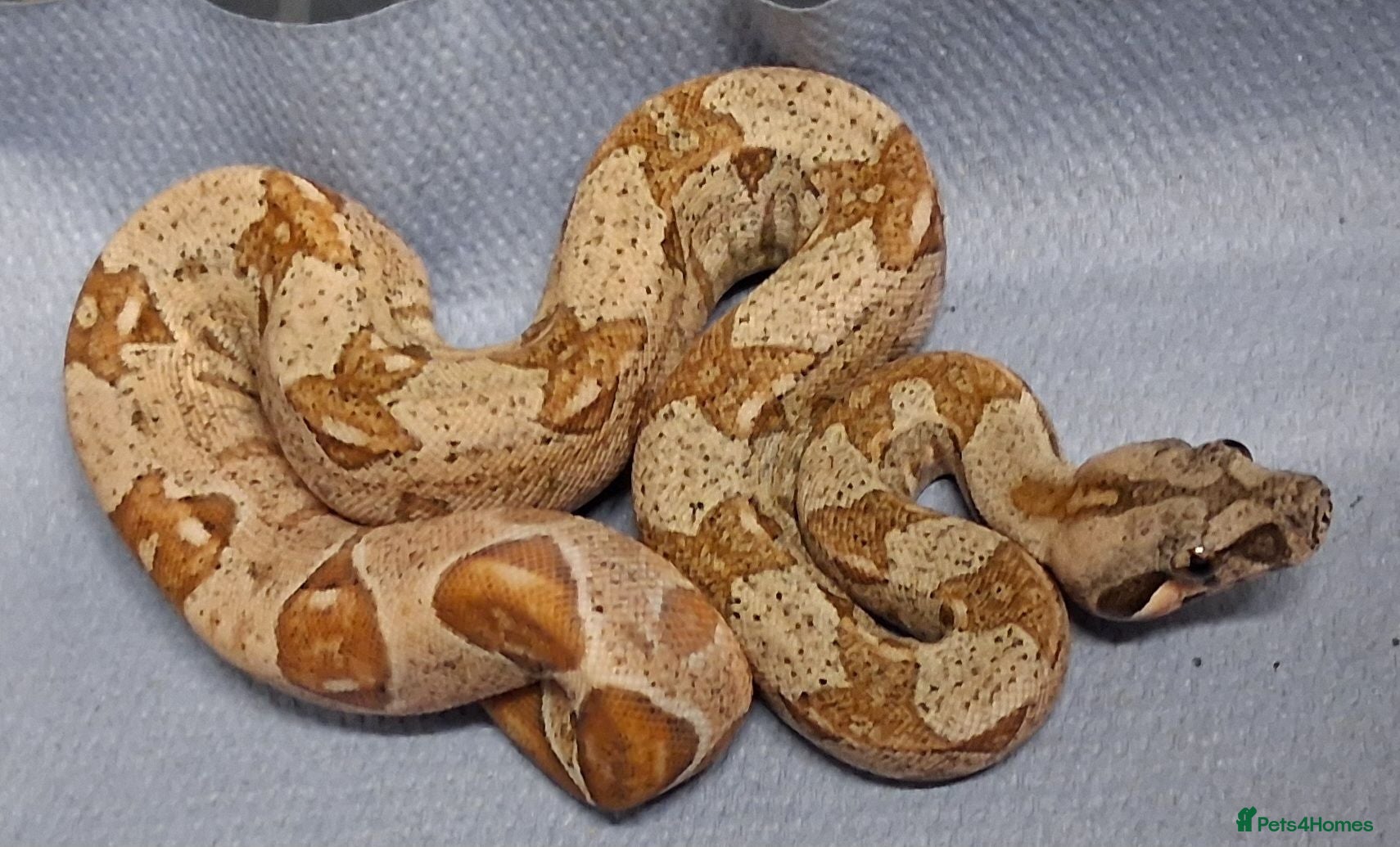 Boa Snake reptiles Baby Female Boa constrictors  - Advert 1