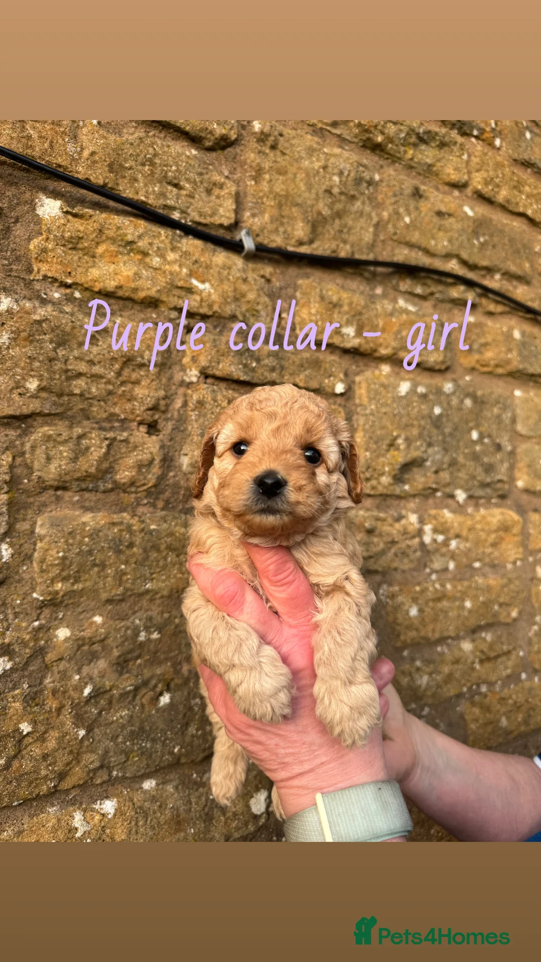 Miniature Poodle dogs for sale: Miniature poodle puppies! - Advert 3