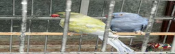 Ringnecks birds for sale: 2 pairs of Ring Neck - Advert 3