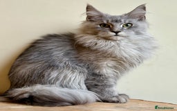 Maine Coon cats for sale: Beautiful pure bread maine coon kittens  - Image 31