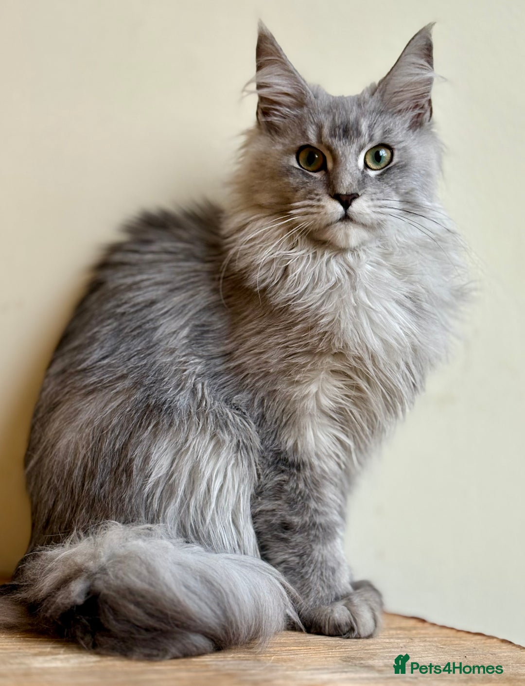 Maine Coon cats for sale: Beautiful pure bread maine coon kittens  - Image 31