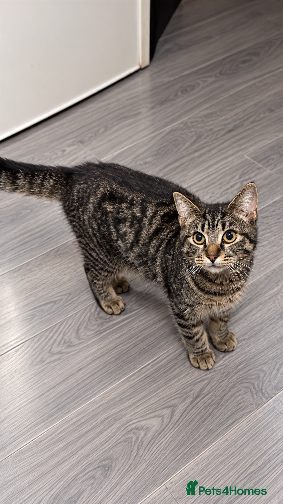 Mixed Breed cats 3 Beautiful Kittens Looking for Loving Homes - Advert 2
