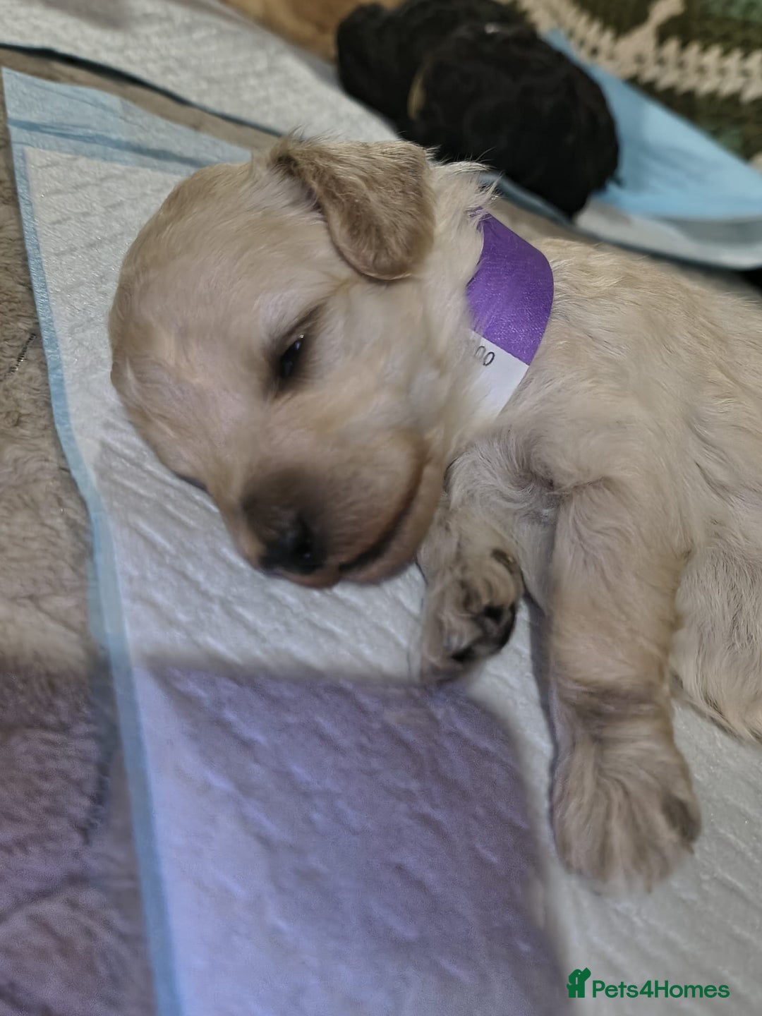 Mixed Breed dogs for sale: Toy poodle pups - Advert 2