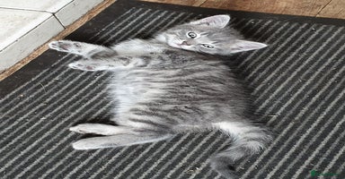 Mixed Breed cats - Advert 12