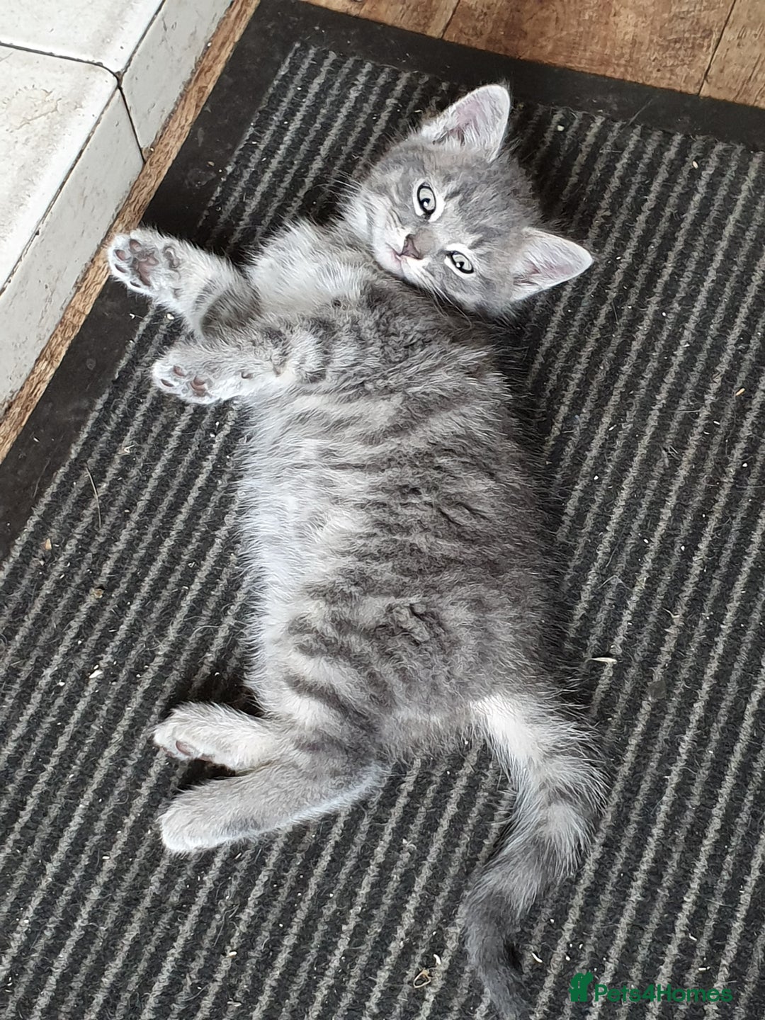Mixed Breed cats for sale: Splendid Kitten - Image 2