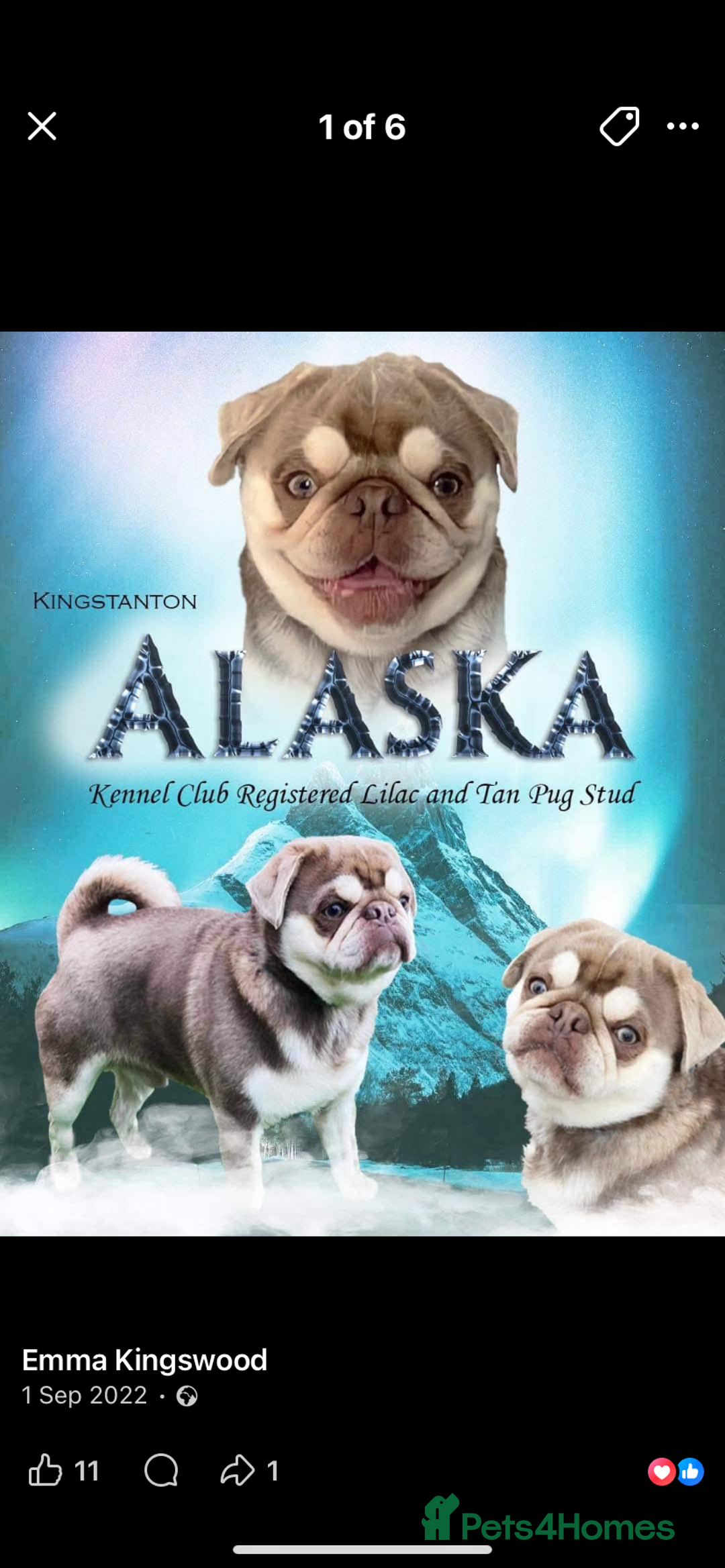 Pug dogs for sale: Pug 1 boy kc  - Advert 18