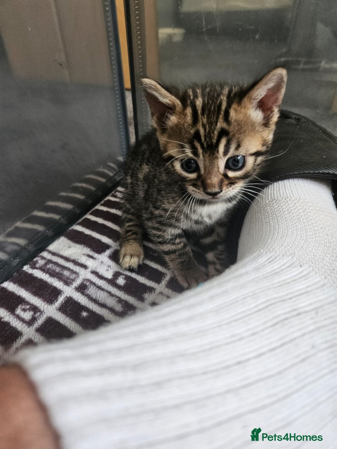 Bengal cats for sale: Lovely bengal kittens(Tica reg.)😍 - Image 24