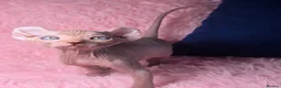 Sphynx cats for sale: 🐾 Gorgeous Sphynx Kittens – Reservations Open! 🐾 - Advert 30