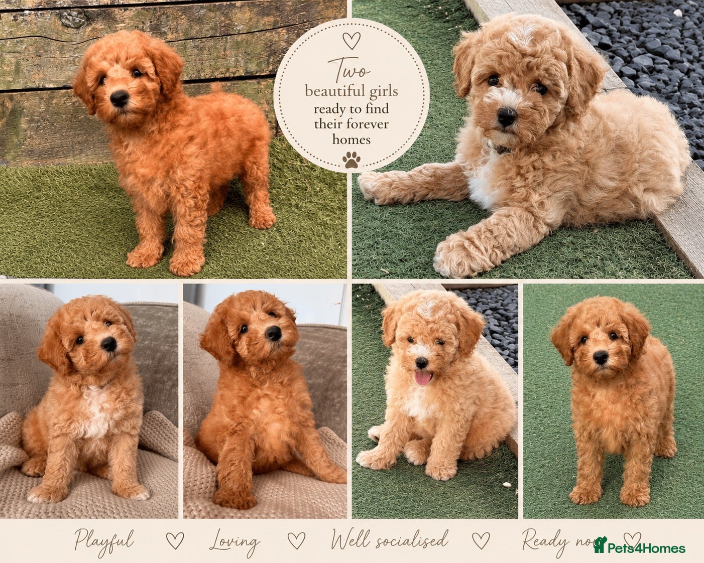 Poochon dogs 🐾 Stunning Poochon girls - ready now 🐾 - Advert 2