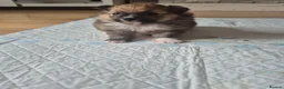 Pomeranian dogs for sale: 1 beautiful pomeranian boy  - Advert 37