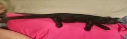 Bengal cats for sale: Male Bengal Mix Kitten 4 Months Old - Advert 13