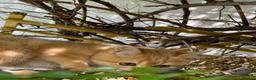 British Shorthair cats for sale: Golden, Golden Colourpoint & Silver Tipped - Advert 9