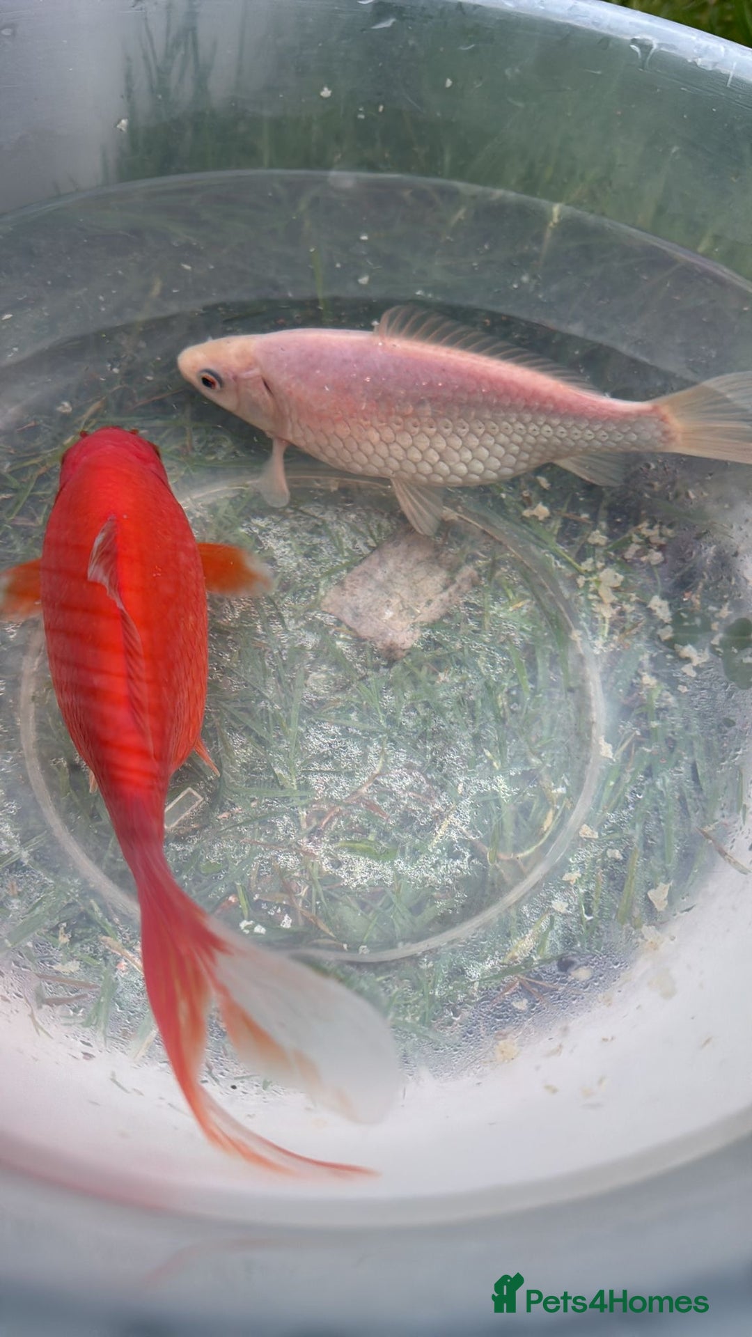 Goldfish fish for sale: Two beautiful huge goldfishes - Advert 1