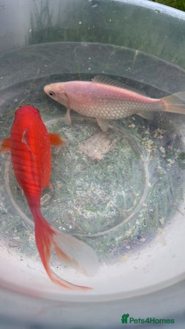 Goldfish fish Two beautiful huge goldfishes - Advert 1