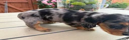 Miniature Dachshund dogs for sale:  Adorable Miniature Dachshund Puppies - Advert 7