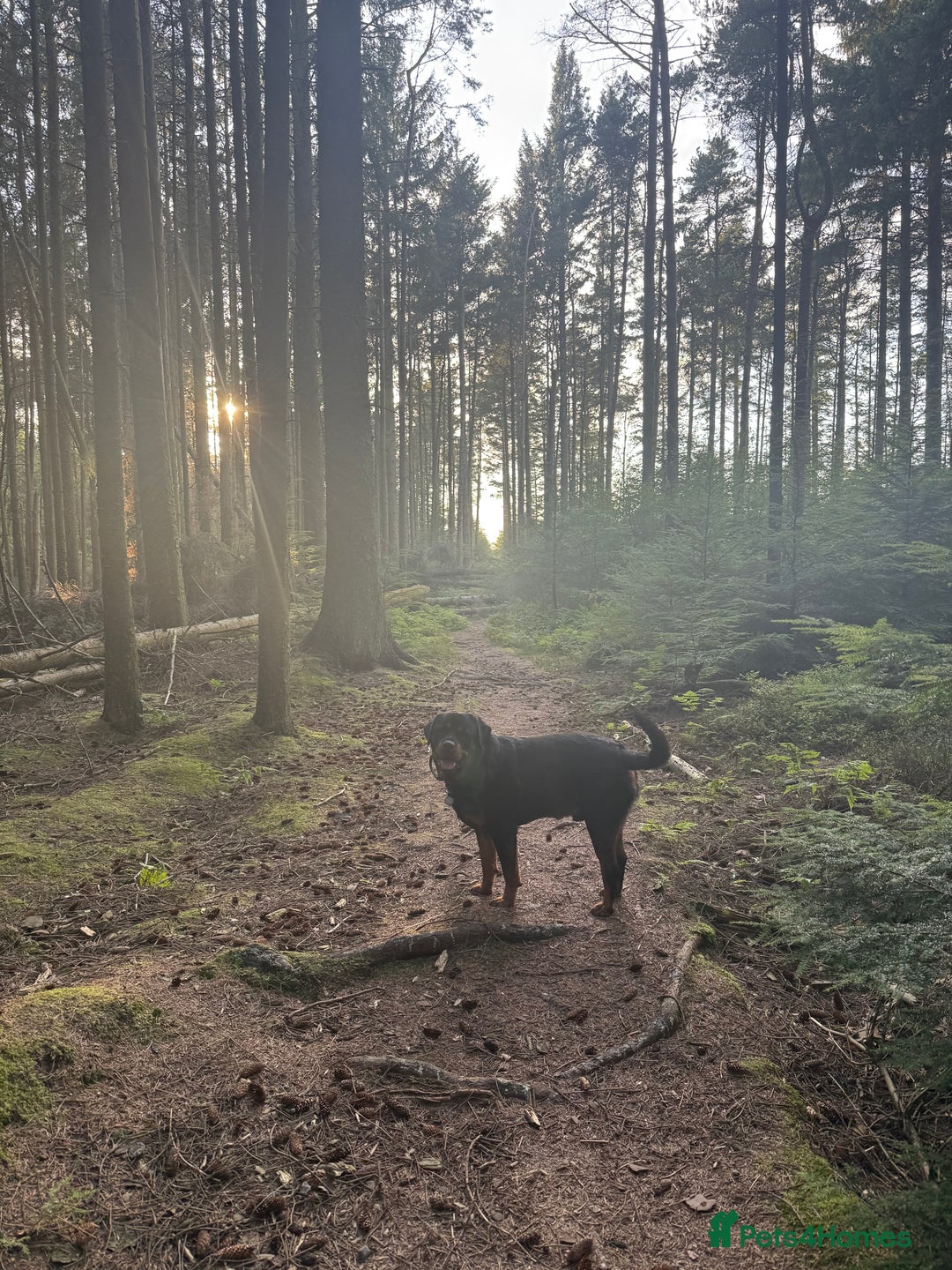 Rottweiler dogs for sale: 3 year old rottie - Image 3