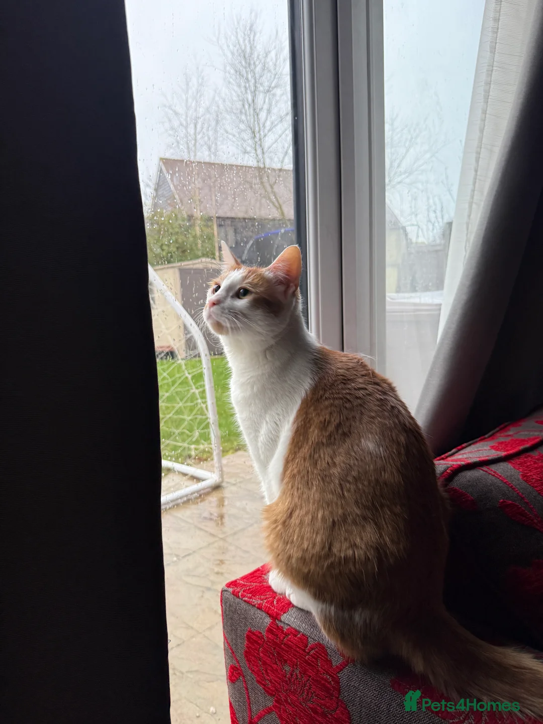 British Shorthair cats for sale: Lovely 2 years white and ginger cat - Advert 1