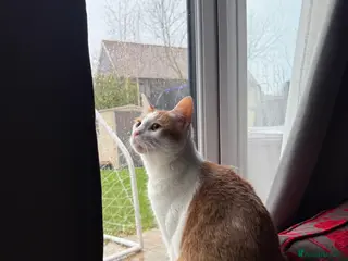 British Shorthair cats Lovely 2 years old cat - Advert 1