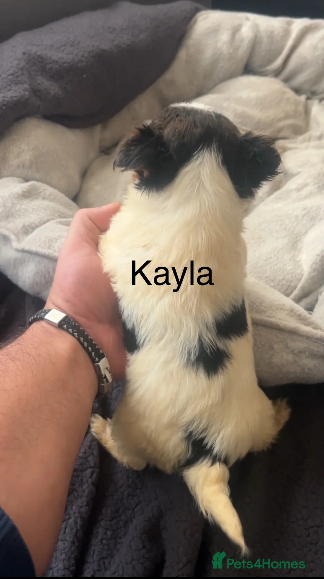 Biewer Terrier dogs for sale: Beautiful Biewer terrier puppies for sale  - Advert 3