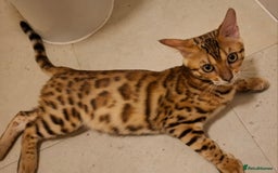 Bengal cats for sale: Pure Bengal kittens  in Cheltenham - Image 12