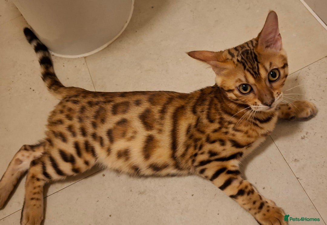 Bengal cats for sale: Pure Bengal kittens  in Cheltenham - Image 12