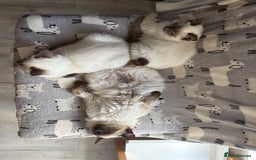 Ragdoll cats for sale: 5 beautiful Ragdoll kittens- 6 months old - Image 14