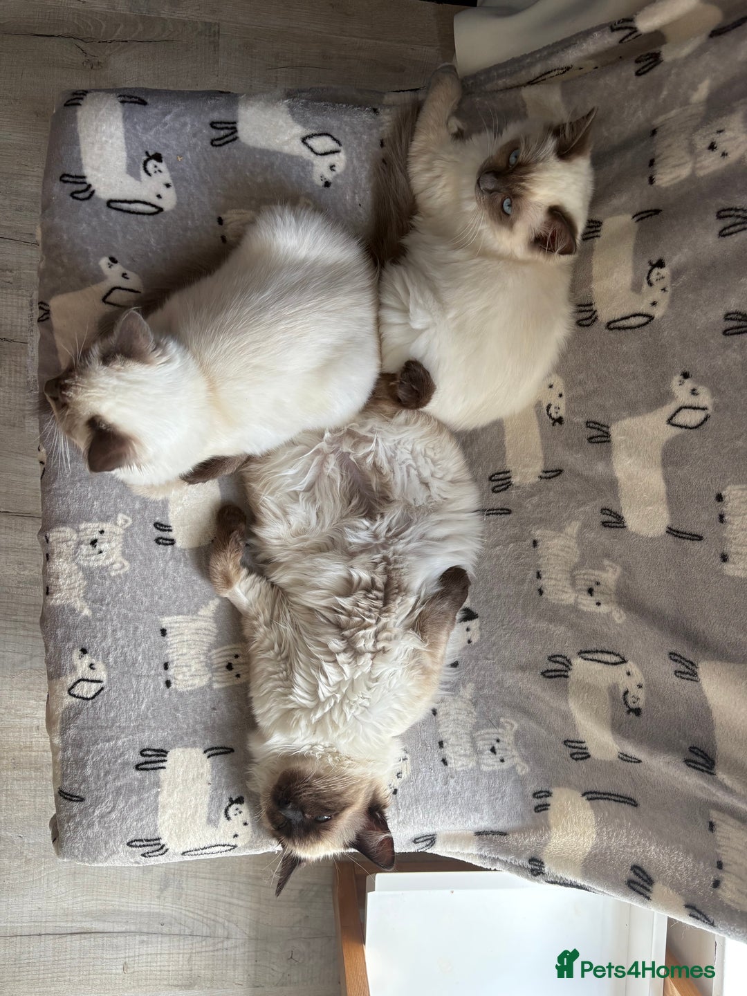Ragdoll cats for sale: 5 beautiful Ragdoll kittens- 6 months old - Image 14