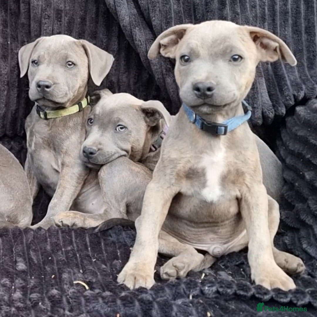 Staffordshire Bull Terrier dogs for sale: Staffordshire Bull Terrier Puppies - Image 7