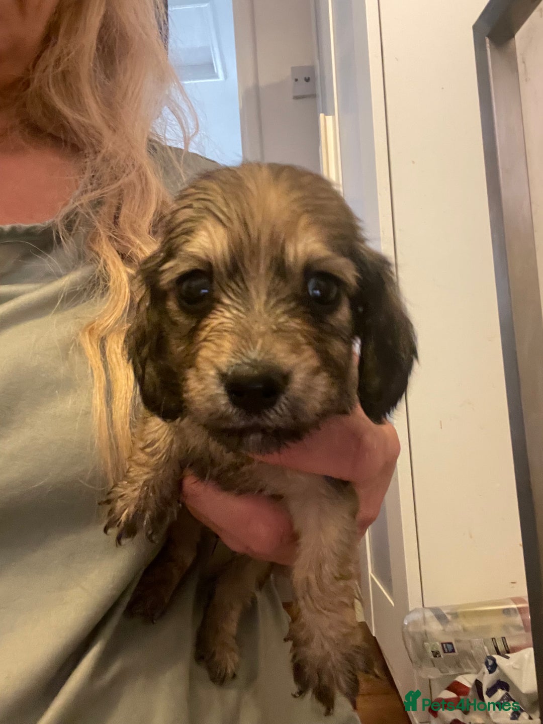 Miniature Dachshund dogs for sale: Quality KC Minature Longhaired Dachshund for sale  - Image 10