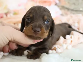 Miniature Dachshund dogs KC Miniature Dachshund Puppies - Advert 1