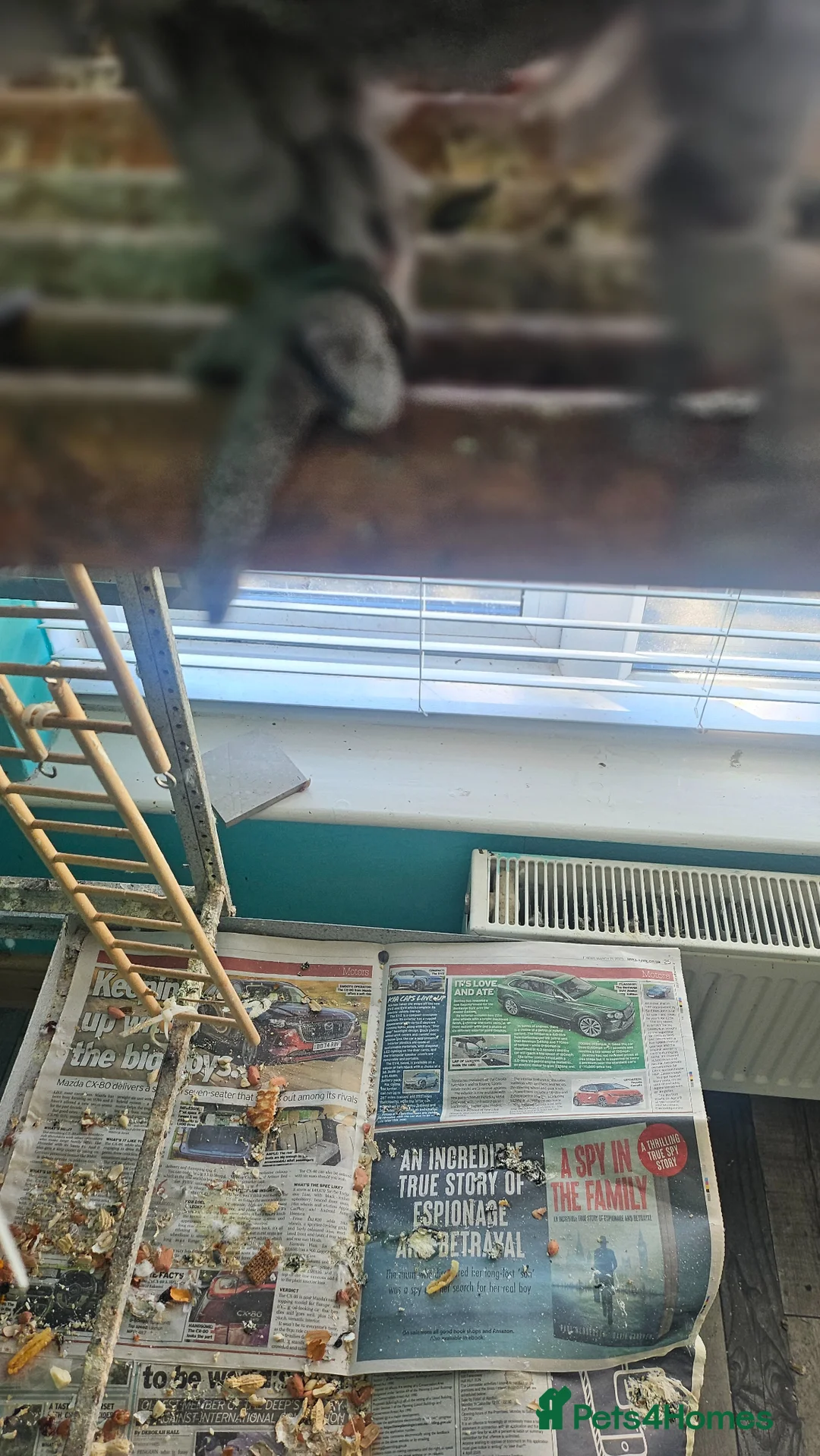 Parrots birds for sale: African Grey  - Advert 2