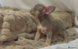 French Bulldog dogs for sale: 💕🐾 Stunning French bulldogs 🐾💕 - Advert 12