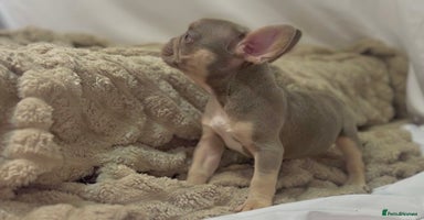 French Bulldog dogs 💕🐾 Stunning French bulldogs 🐾💕 - Advert 9