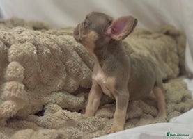 French Bulldog dogs 💕🐾 Stunning French bulldogs 🐾💕 - Advert 9