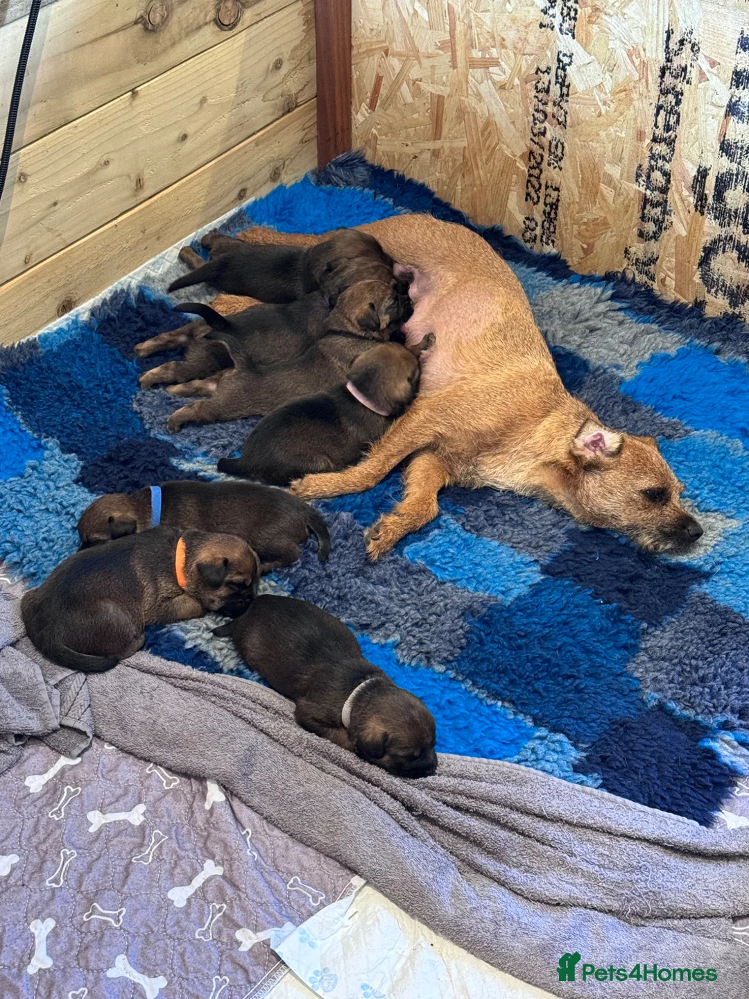 Border Terrier dogs for sale: Beautiful Border Terrier pups in Blandford Forum - Advert 1