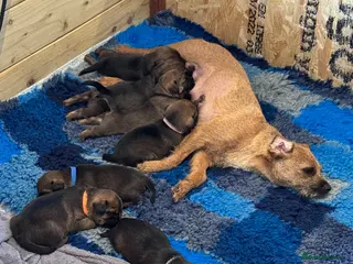 Border Terrier dogs Beautiful Border Terrier pups - Advert 1