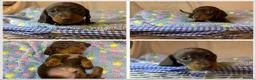 Miniature Dachshund dogs for sale: KC Registered Miniature Dachshund Puppies in Wolverhampton - Advert 5