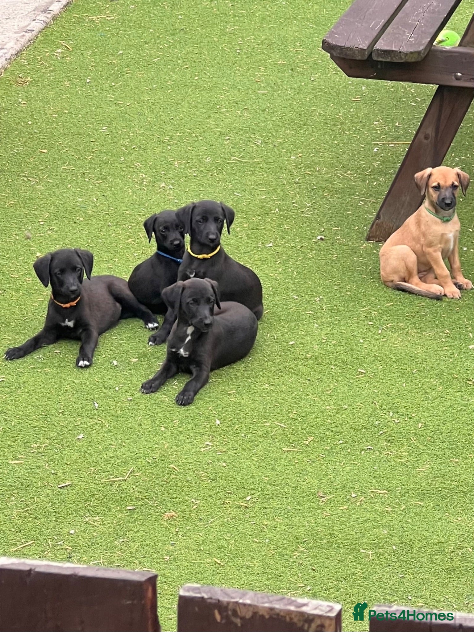 Mixed Breed dogs Beautiful F1 Bedlington Whippet  - Advert 4