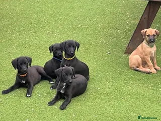 Mixed Breed dogs Beautiful F1 Bedlington Whippet - Advert 4