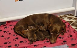 Miniature Dachshund dogs for stud: Proven KC Reg, PRA clear, Miniature Dachshund  in Hinckley - Image 16