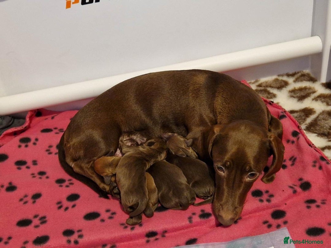 Miniature Dachshund dogs for stud: Proven KC Reg, PRA clear, Miniature Dachshund  in Hinckley - Image 16
